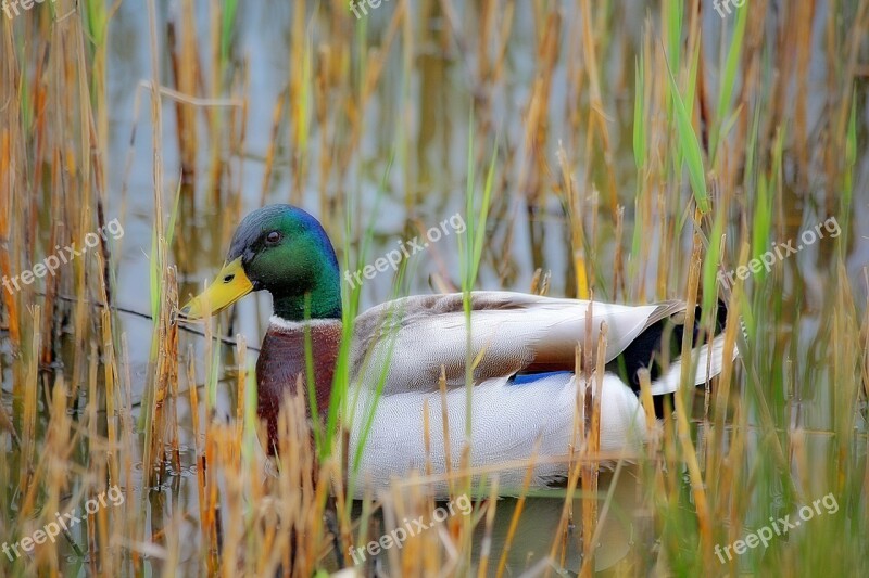 Duck Green Collar Nature Animals Pen