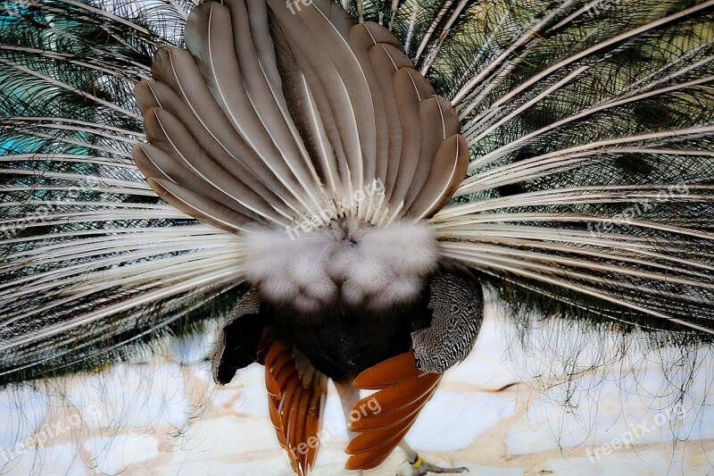 Peacock Bird Volatile Feathers Nature