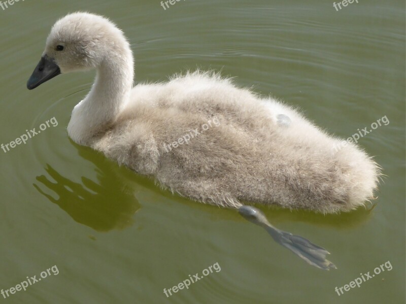 Cygnet Swan Bird Wildlife Mute