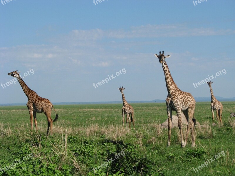 Giraffe Tanzania Fauna Africa Animals