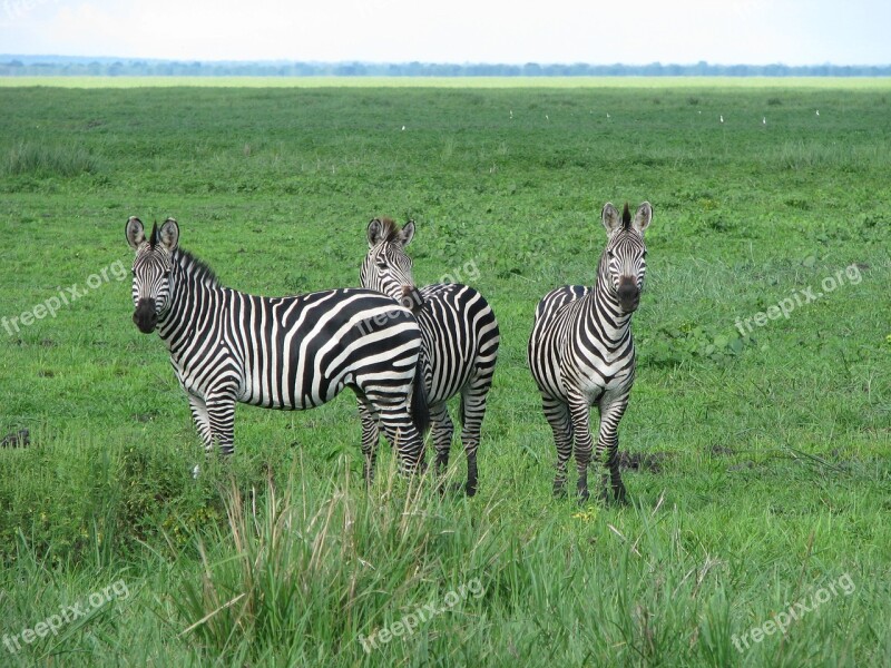 Zebra Wild Tanzania Africa Safari