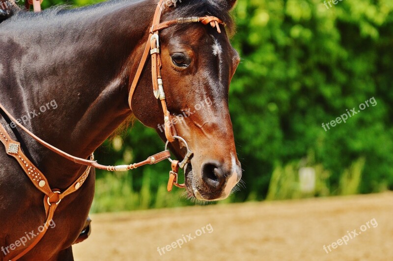 Horse Coupling Stallion Eat Paddock