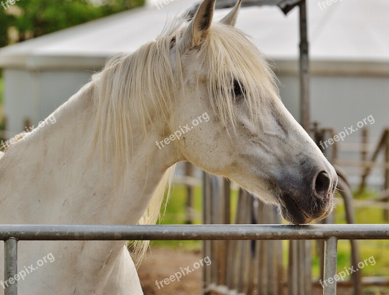 Horse Coupling Stallion Eat Paddock