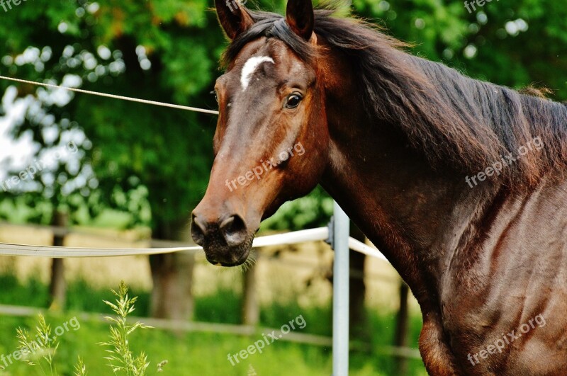 Horse Coupling Stallion Eat Paddock