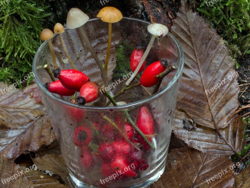 Glass Fruits Rose Hip Hag Butte Fruits Mushrooms