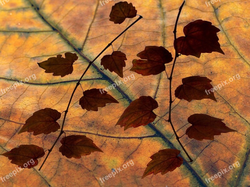 Leaves Color Dry Leaves Foliage Design