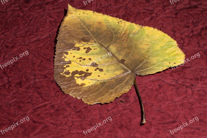 Leaf Dry Leaf Poplar Poplar Leaf Free Photos