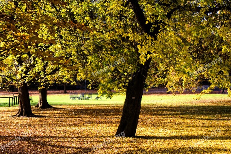 Autumn Autumn Forest Colorful Leaves Autumn Mood Free Photos