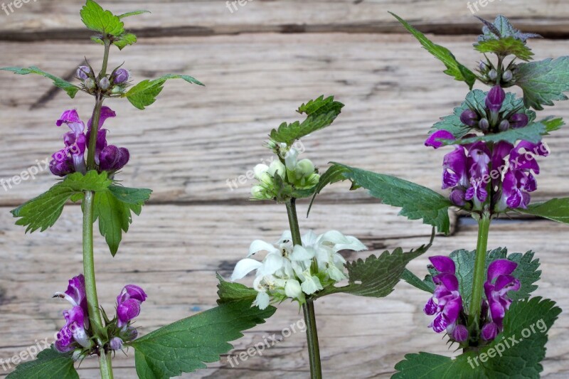 Wild Plants Spring Wood Background Free Photos