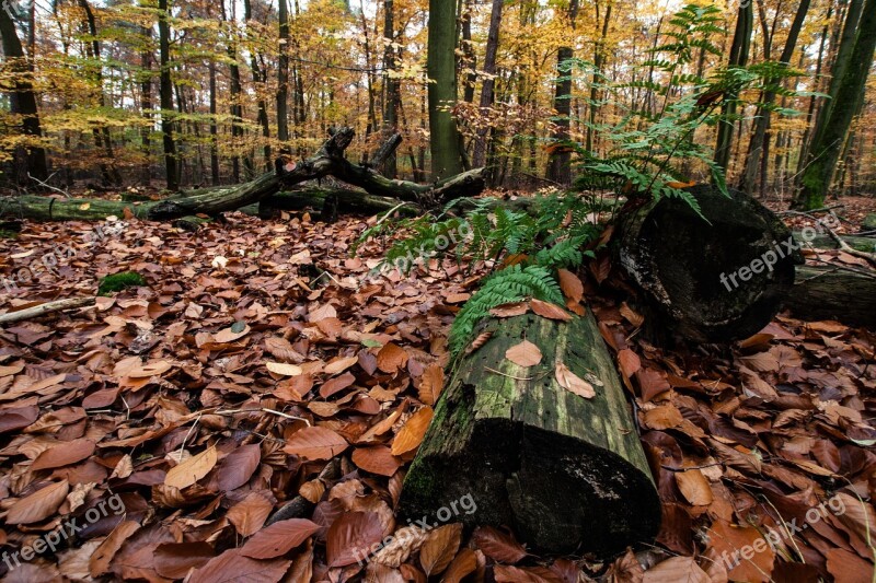 Autumn Autumn Forest Colorful Leaves Autumn Mood Free Photos