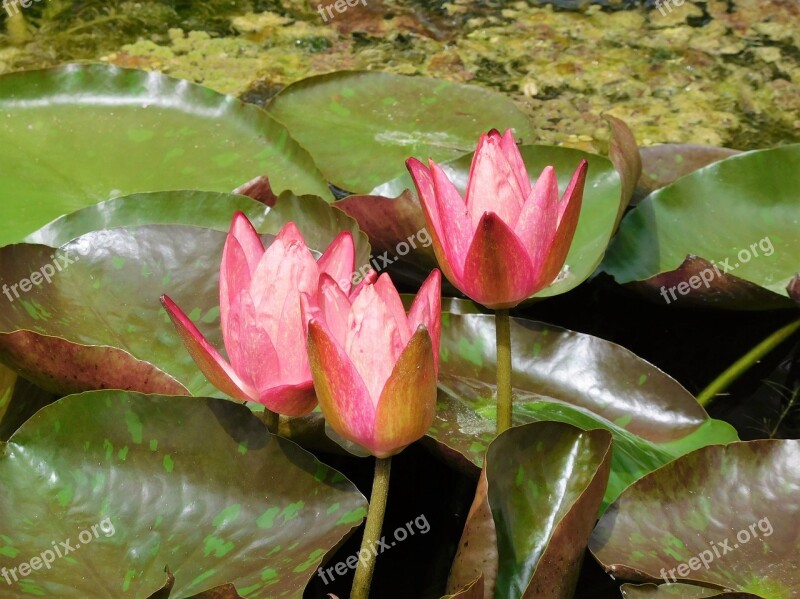 Water Lilies Pink Water Lilies Flowers Plants Pond