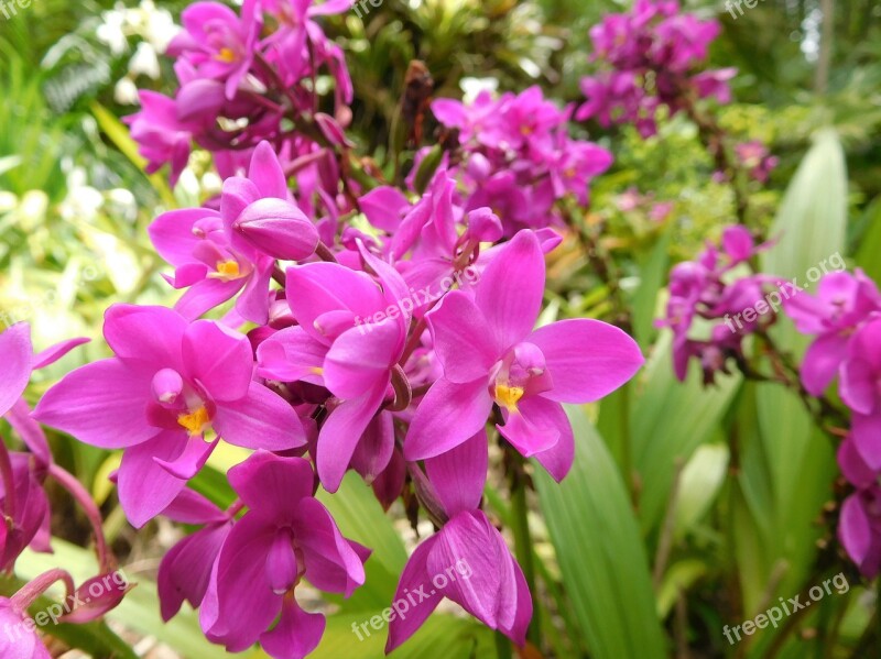 Orchids Flowers Plants Pink Orchids Tropical