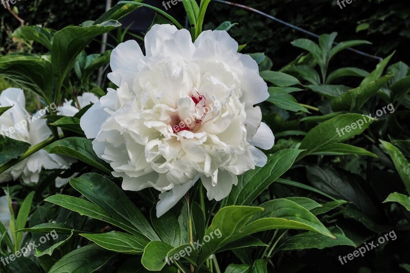 Peony Paeonia Blossom Bloom Shrub