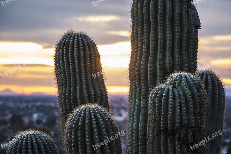 Arizona Desert Saguaro Cactus Saguaro Landscape Wilderness