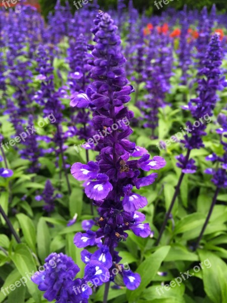 Blue Sage Blue-violet Flowers Otsu Park Grass