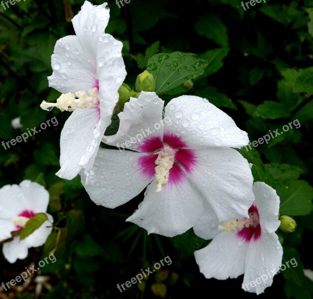 Sharon Shaggy White Flowers Rain