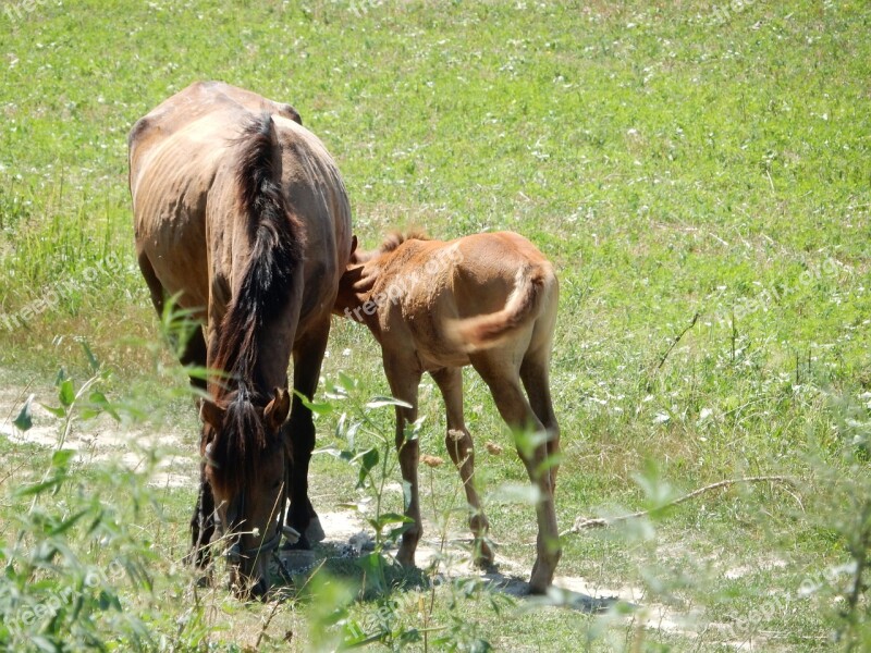 Horses Foal Mare With Foal Pasture Young Animal