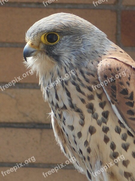 Predator Kestrel Bird Portrait Free Photos