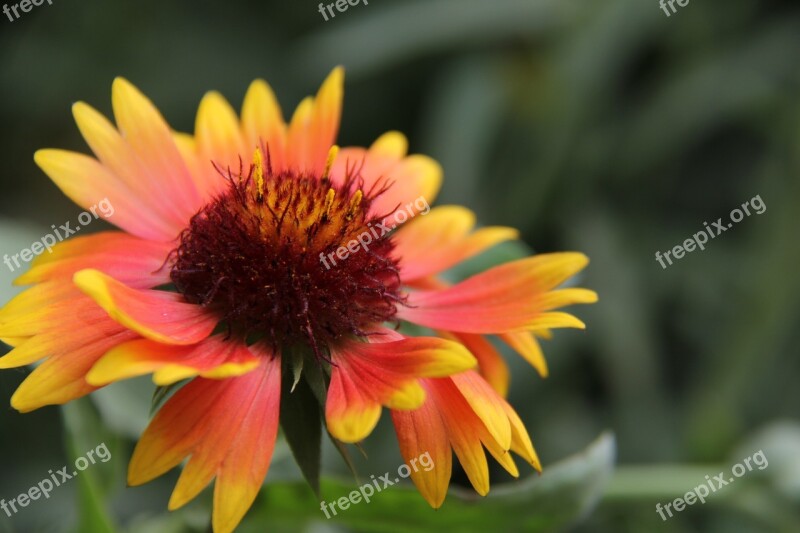 Flower The Scenery Still Life Arizona Sun Lovely Sunset