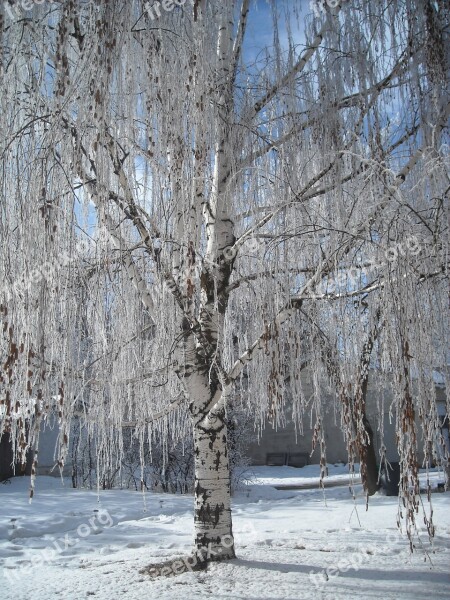 Ice Winter Tree Landscape Nature Tree