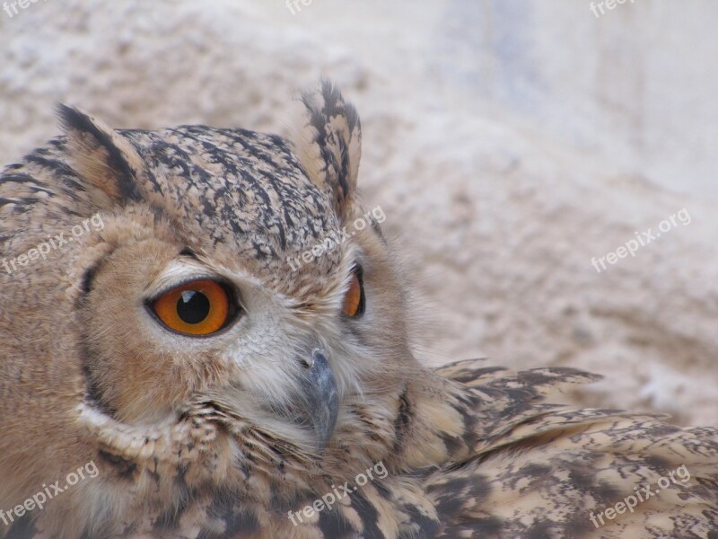 Owl Nature Wildlife Birds Of Prey Wisdom