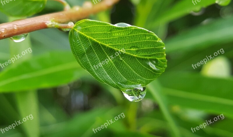 Leaf Leaves Wet Water Droplet