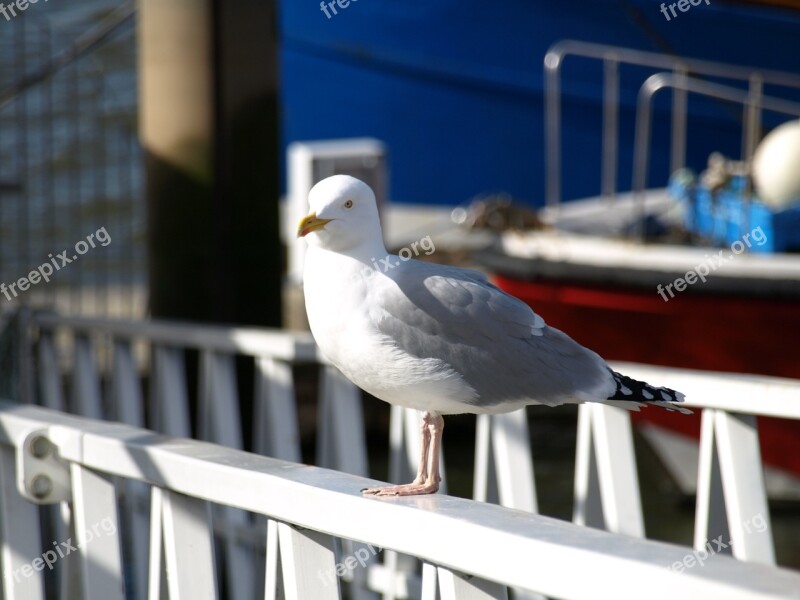 Seagull Bird Sea Port Quay