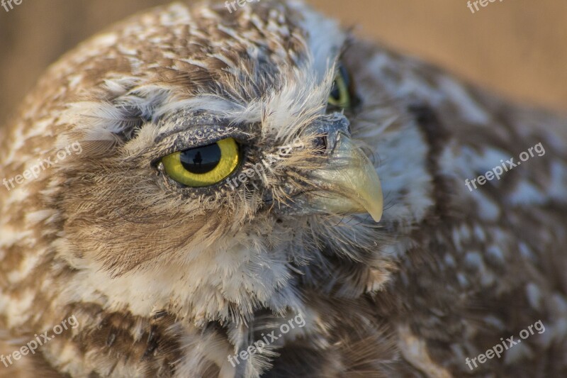 Burrowing Owl Owl Ground Owl Brown Owl Bird