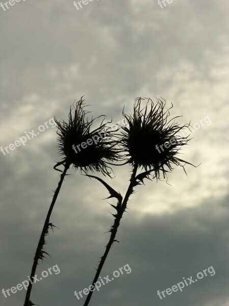 Thistle Flower Prickly Nature Plant