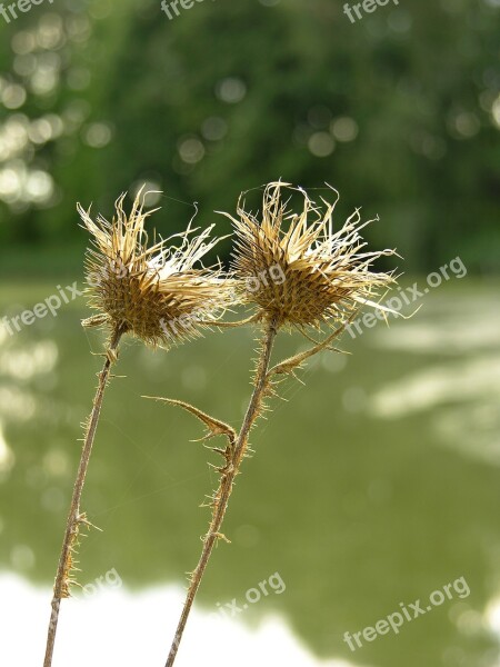 Plants Thistle Prickly Spines Nature