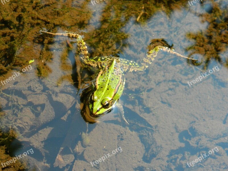 Frog Frog Pond Amphibian Free Photos