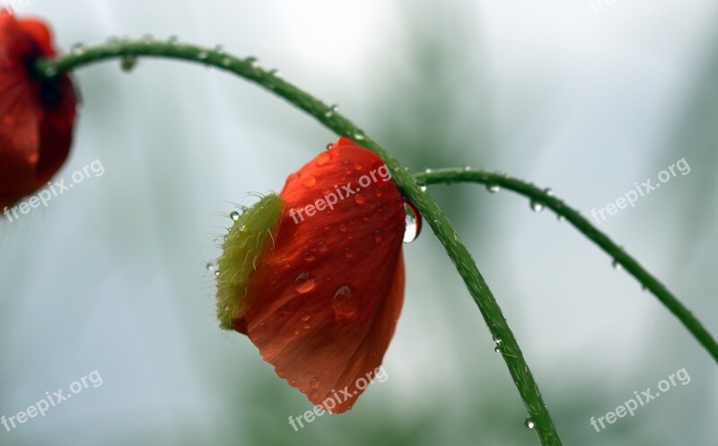 Poppy Papaver Rhoeas Klatschmohn Breaking Up Bud Blossom