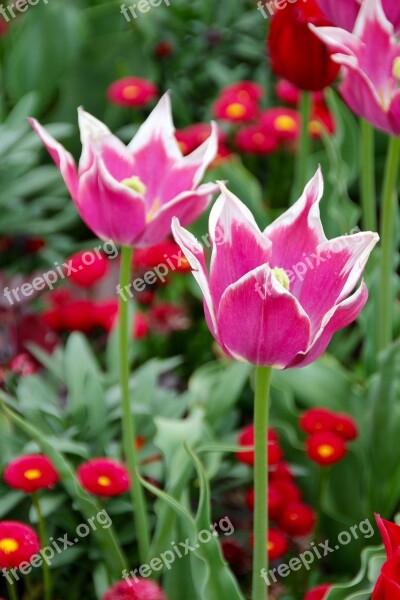 Tulips Holland Dutch Jagged Edge Flowers