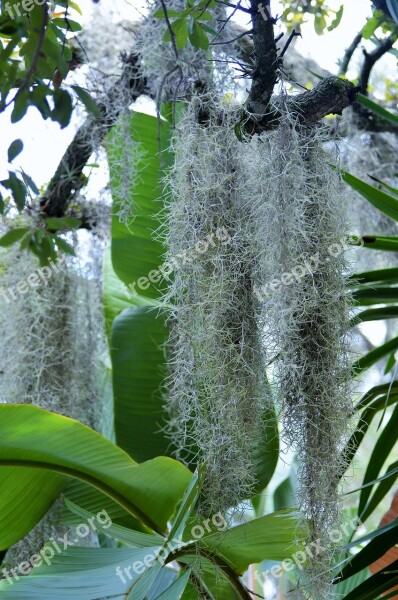 Tillandsia Moss Plant Spanish Moss Daughter Of The Air Old Man's Beard