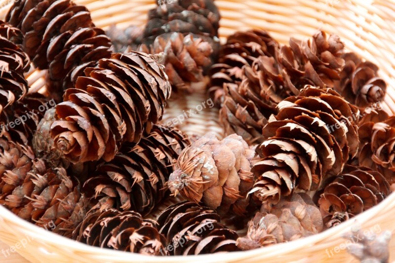 Pine Cone Tap Winter Autumn Pine Cones