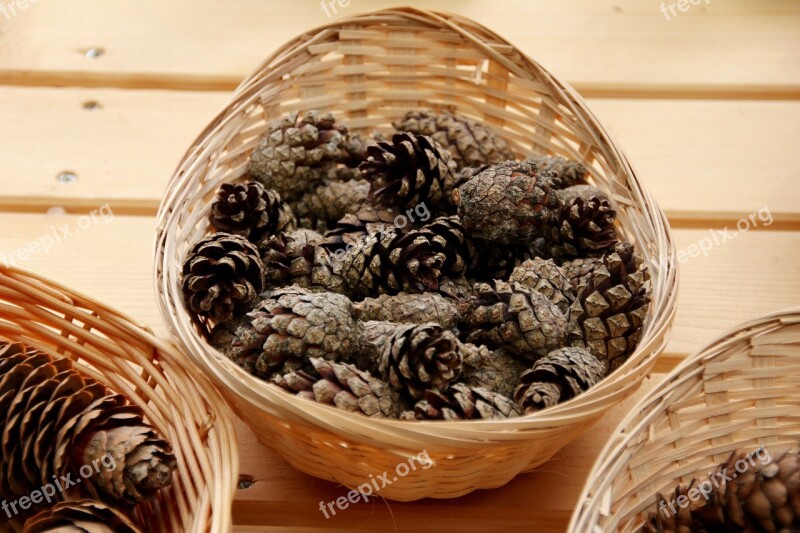 Pine Cone Tap Winter Autumn Pine Cones