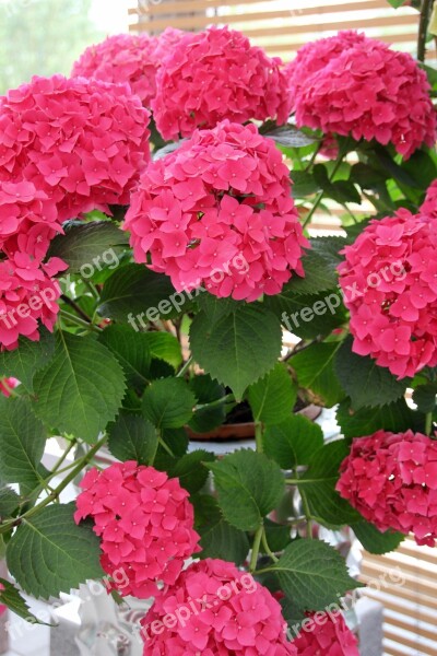 Hydrangeas Pink Decoration Hydrangea Flower Buds