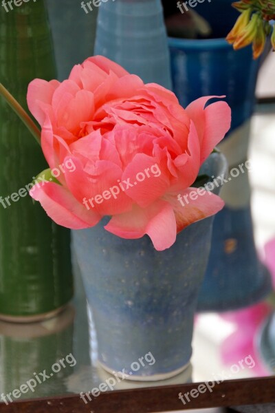 Paeonia Peony Blossom Bloom Pink