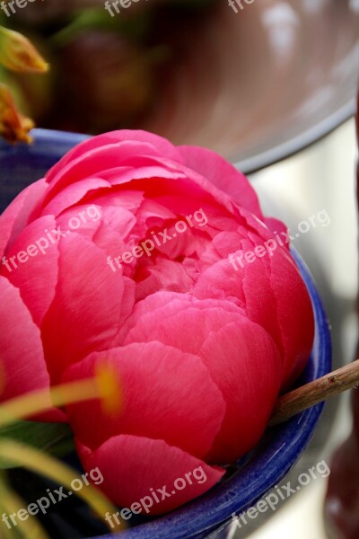 Paeonia Peony Blossom Bloom Pink