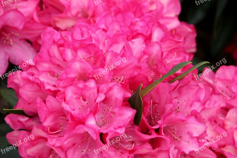 Peony Bush State Garden Show Shrub Peony Pink