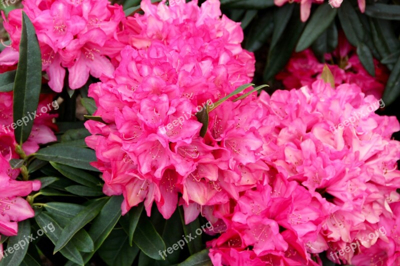 Peony Bush State Garden Show Shrub Peony Pink