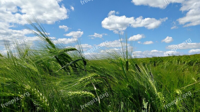 Corn Ears The Cultivation Of Landscape Agriculture