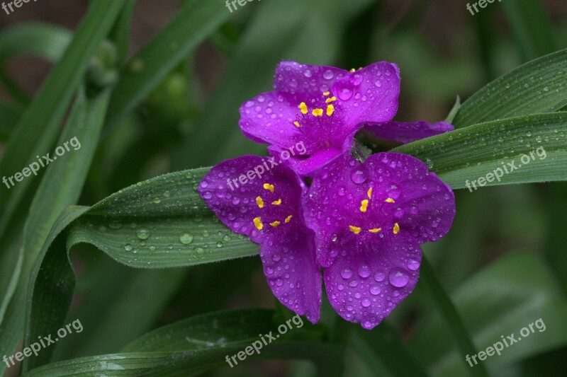 Iris Lily Purple Blossom Bloom