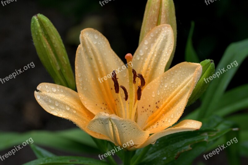 Lily Ornamental Plant Apricot Blossom Bloom