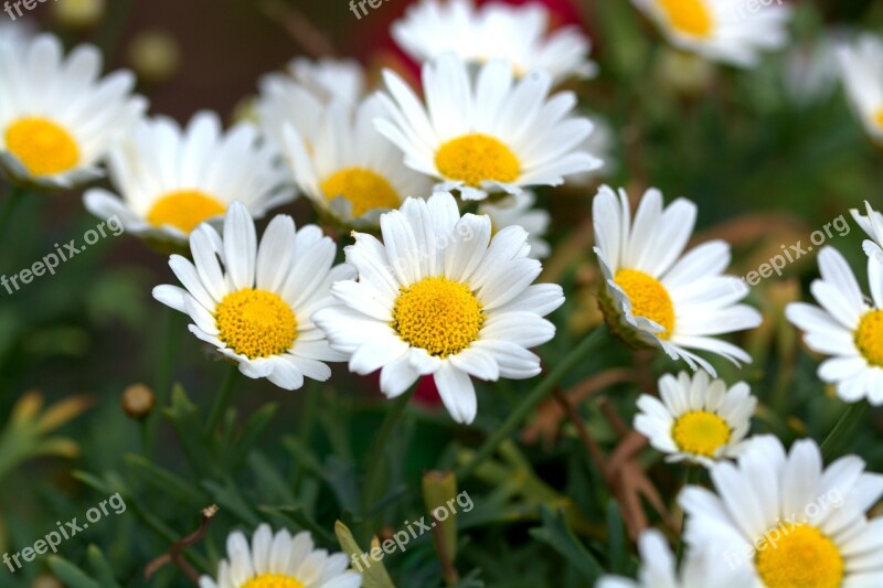 Margarite Flower Flowers Bush Bloom