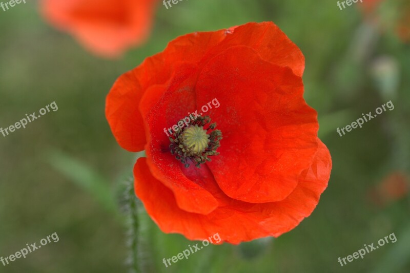 Poppy Red Blossom Bloom Flower