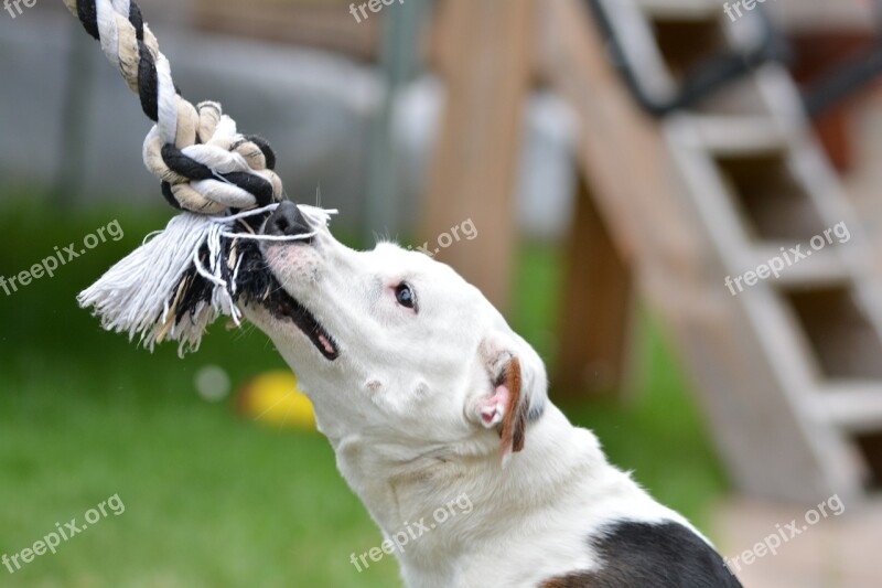 Jack Russell Dog Terrier Play Bite