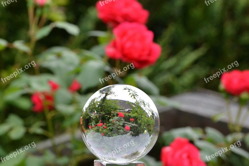 Rose Glass Ball Rose In Glass Ball Globe Image Flower