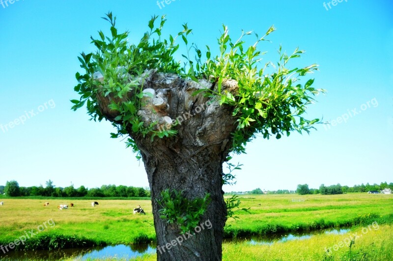 Willow Pollard Willow Tree Pollarded Scenic