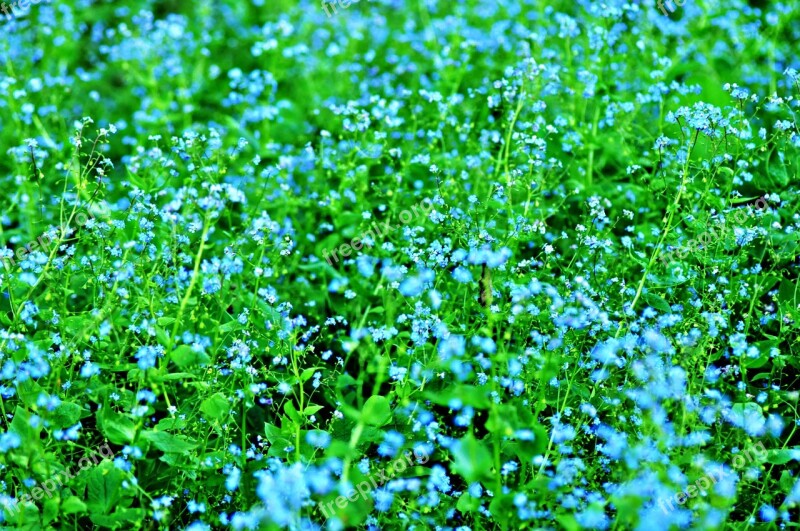 Veronica Speedwell Flower Chamaedrys Blooming